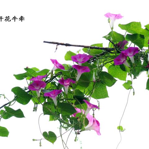 牵牛花开