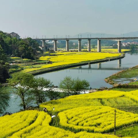 油菜花开，孙水河畔春光好