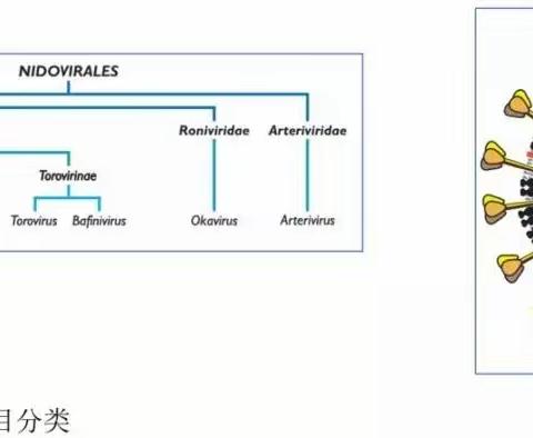 有效预防新型冠状病毒告家长书