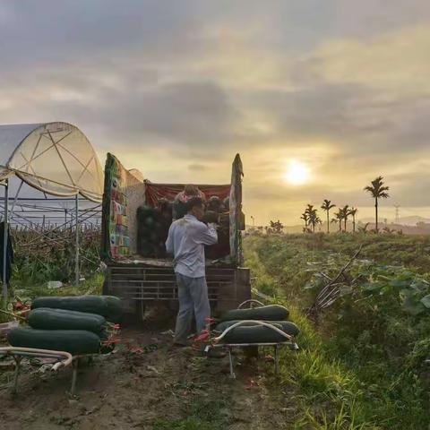 大力发展蔬菜种植产业，推动特色农业增效农民增收——岭口镇抓农民增收工作系列报道（三）