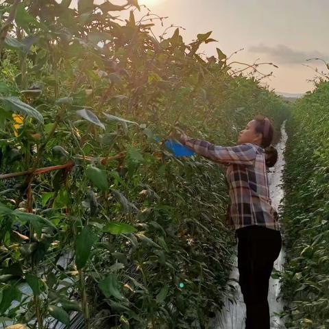 岭口镇持续发力，守好豇豆质量安全底线