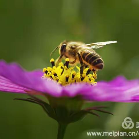 波斯菊