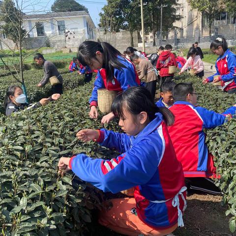 茶人审美兴趣课程开课啦！！！——成佳学校乡村学校少年宫活动简报