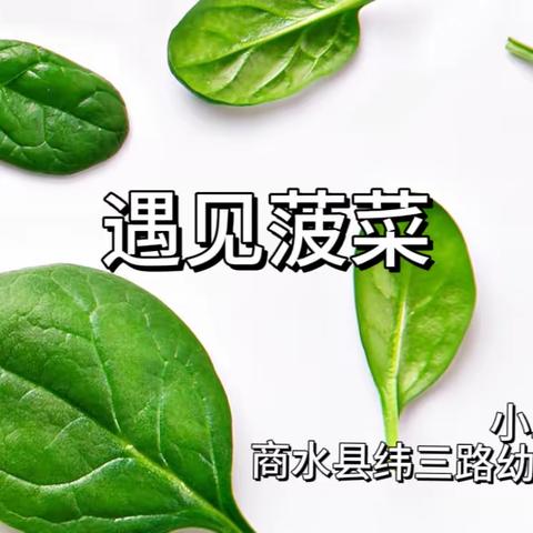 【种植活动】菠菜生成记——商水县纬三路幼儿园小二班