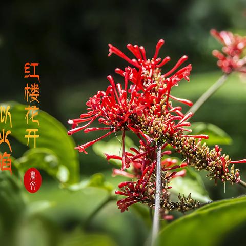 红楼花开似火焰