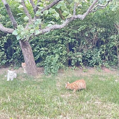 彭梓烁暑假社会实践之～关爱救助流浪猫