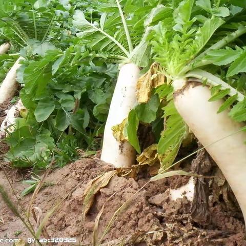 "小小菜园，快乐无边"——乐昌市宏福幼儿园“拔萝卜”劳动生活体验