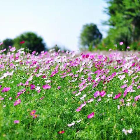 草木有心自芳菲 ——送给我的年轻教师朋友