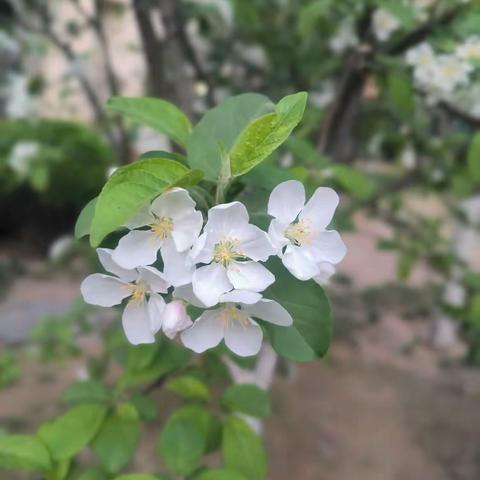 如荼四月，活力春天