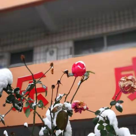 迎雪花开分外红