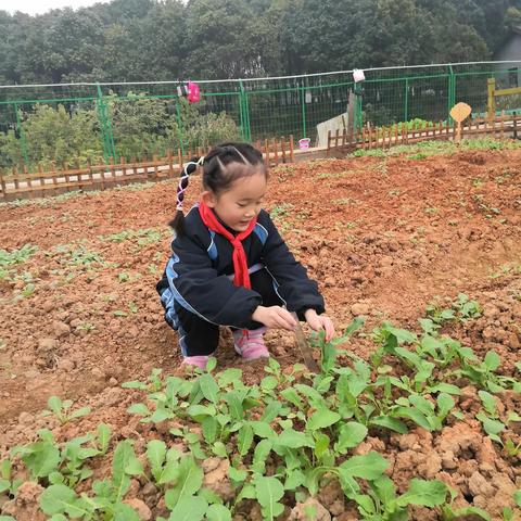 爱心农场种植日记