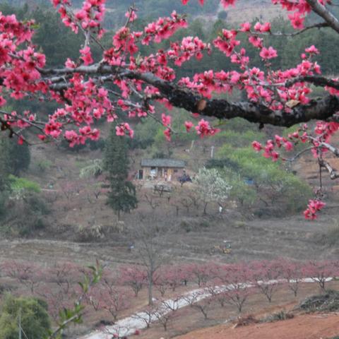 愿他年相见花开如惜