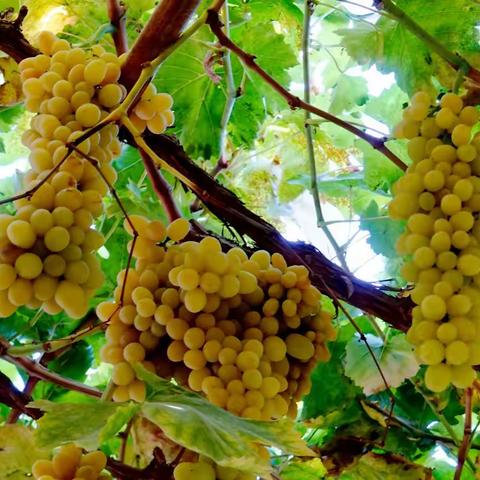 坐着火车去旅游之四 吐鲁番