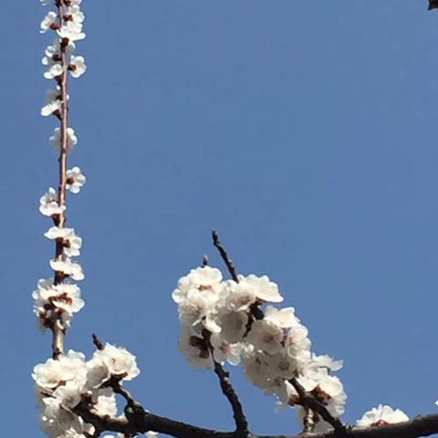 芳菲四月天#赏花正当时#在这春暖花开的季节里#浅浅的相知#浅浅的相遇#这份美来之不易#愿所有人都珍惜…