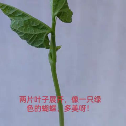 种植白芸豆观察记