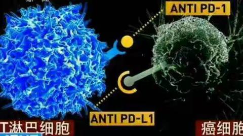 PD-1 和 PD-L1 的故事（副本）