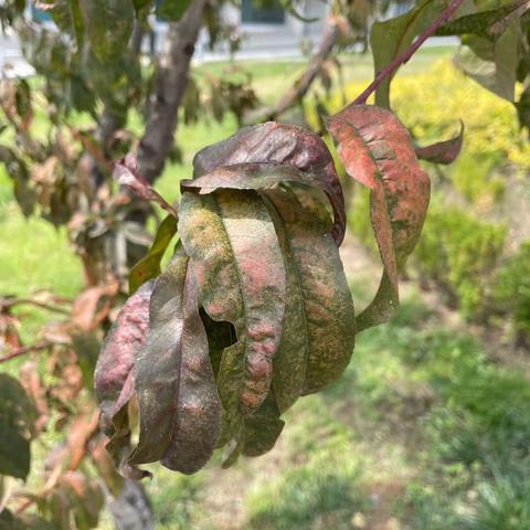 探寻你周边发生的病毒病害