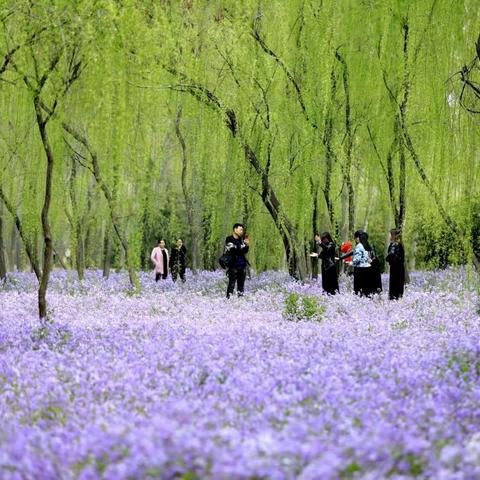 天鹅城的花季，春季美好，不过踏青染花香……