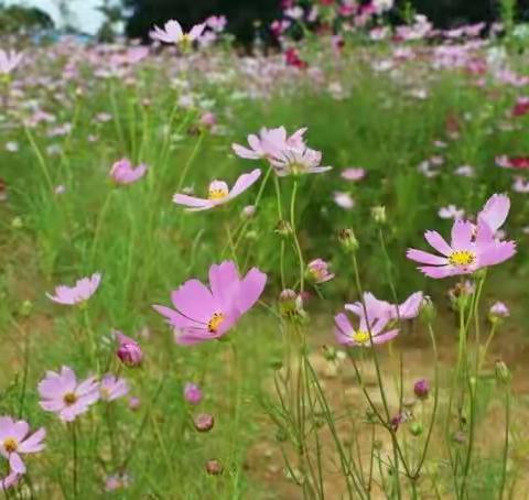 🌸 心中的那片花海🌺