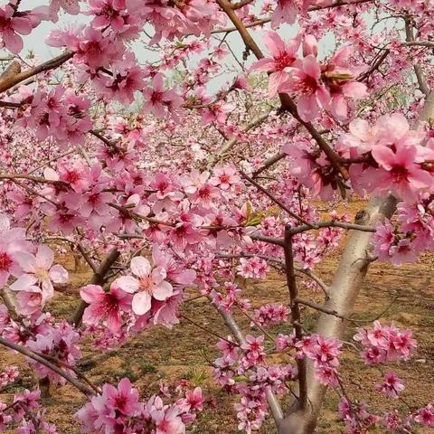 在那桃花🌸 盛开的地方