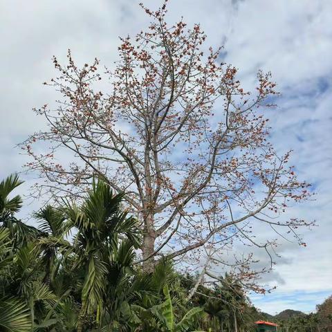 木棉花开 情暖红合——南圣镇红合村开展脱贫户走访慰问主题党日活动