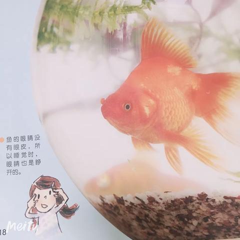 光明星幼儿园小班组5月宣传资料之小小观察家《鱼儿🐟妙事多》