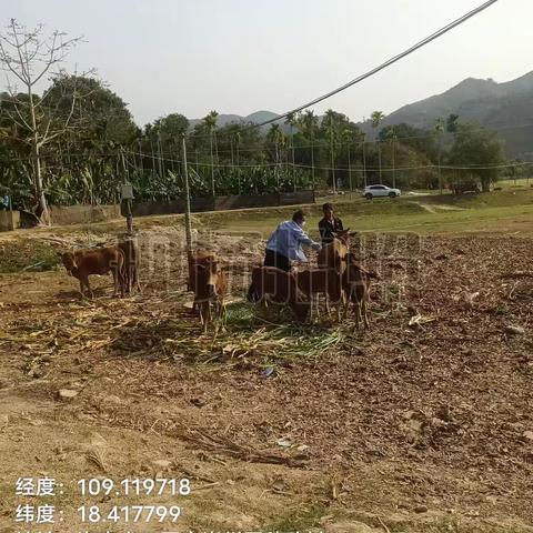 崖州区农业农村局崖城一片区动物防疫员在赤草村春防免疫