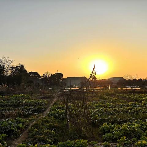 立春，田陌中