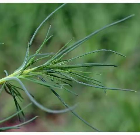 【自然物语】夏季第十八植物:猪毛菜