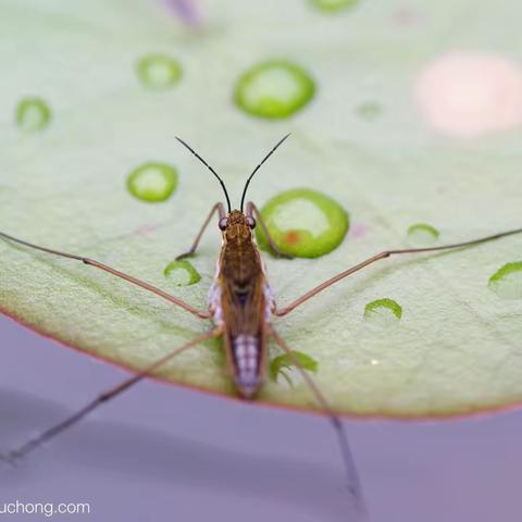 【自然物语】夏季第八动物:水黾