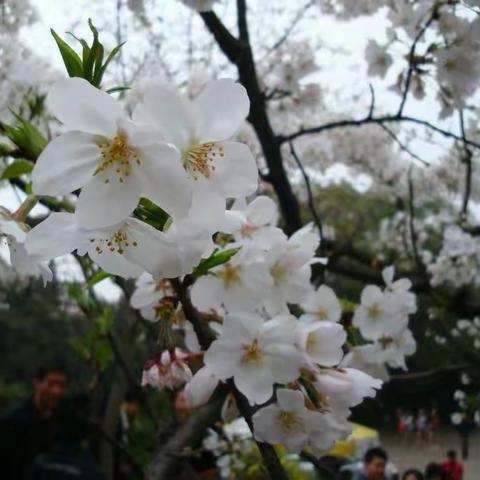 春的絮语 飞花雪月 春风拂面