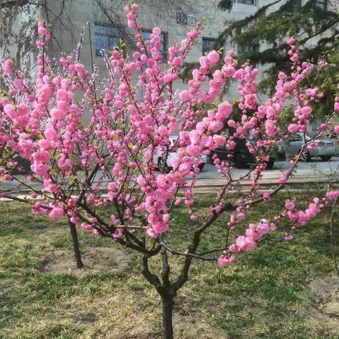 桃花十里梦江南 人在花海心烂漫