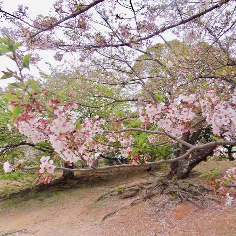 正是樱花盛开时