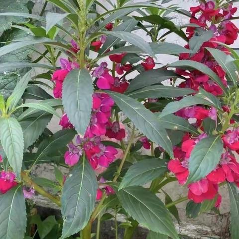 凤仙花成长观察日记