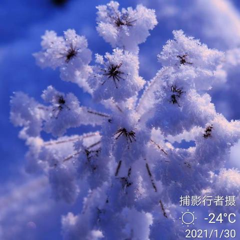 愿做你的雪莲