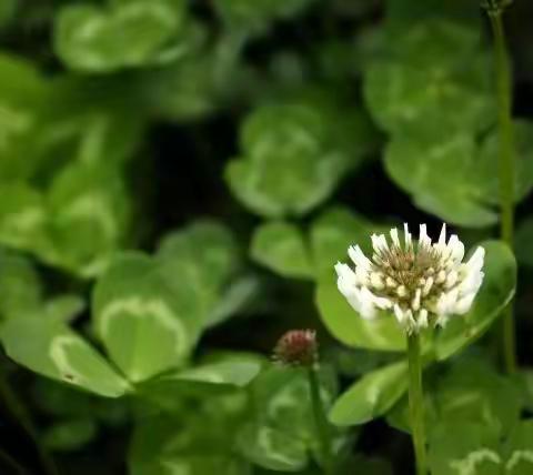 清明追思----怀念同学