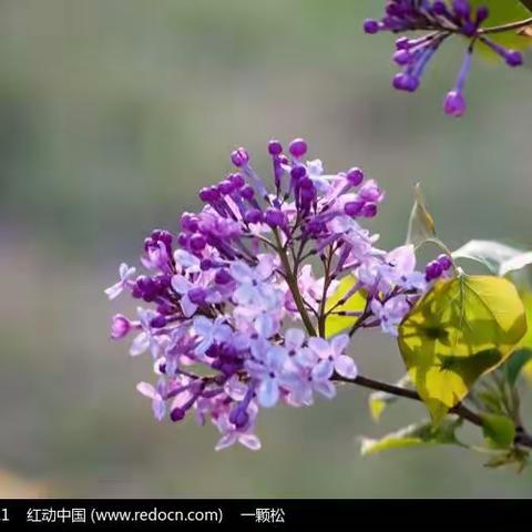 探春——赏丁香花（三年二班）