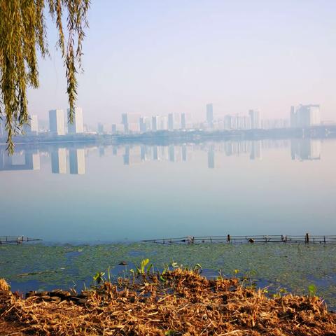 徒步无锡西蠡湖鸟趣随拍