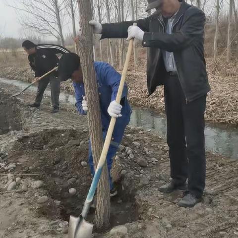 拜城水务集团组织干部职工开展植树活动