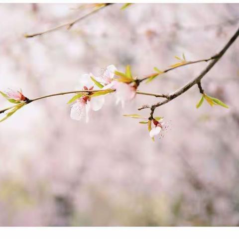 播撒学研种子 期盼践行繁花——教研基地项目培训小结