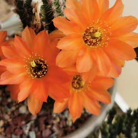 守方寸屏幕，倾偌大用心——县二中七年级语文教师花式线上作业绽异彩