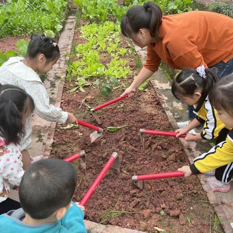 小菜园&大乐趣/新星幼儿园宝善校区大三班叮咚菜园丰收啦