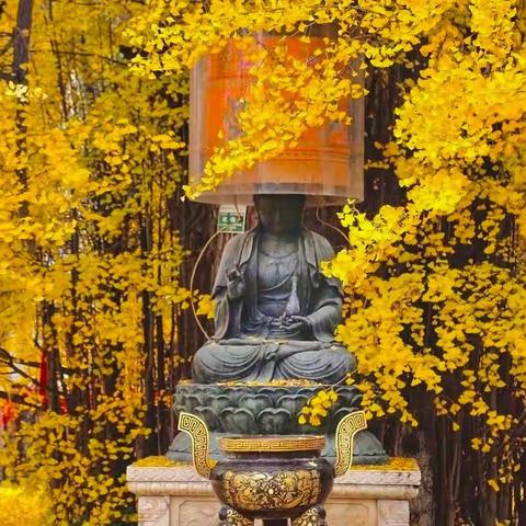 佳作欣赏 丨 桂维民：如梦令・观音禅寺银杏古木