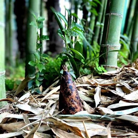 竹林探秘，亲近自然--市直一幼大一班班本课程活动