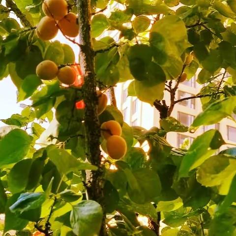 “杏”好有你——市直一幼大四班班本课程实践活动