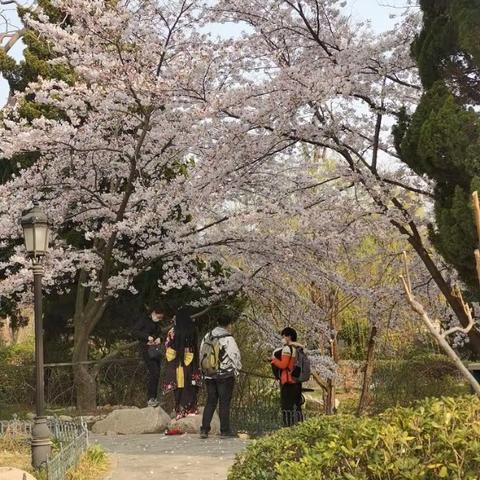 青岛中山公园樱花依然盛开