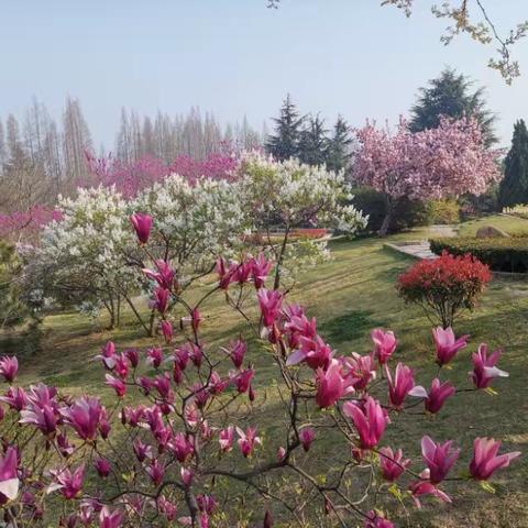 满园春色的青岛百花苑