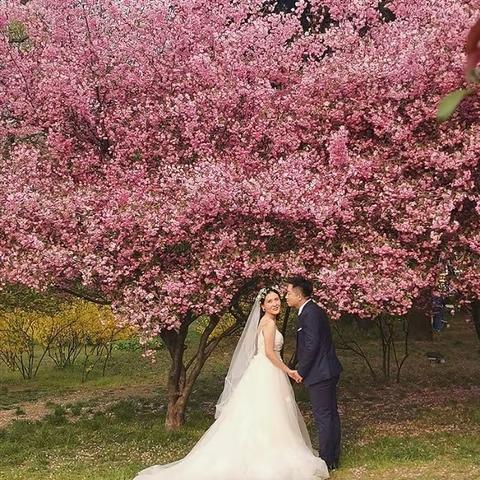 青岛汇泉广场之春