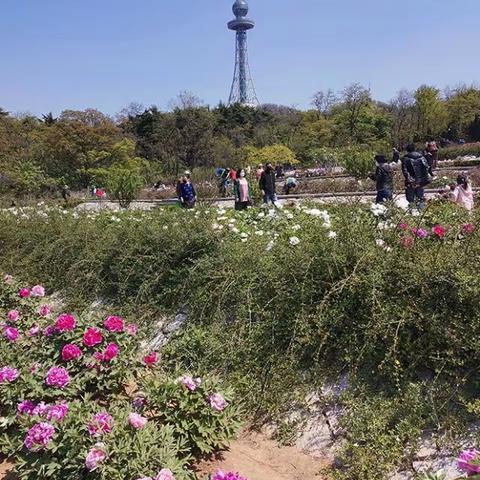 迷人的中山公园新牡丹园