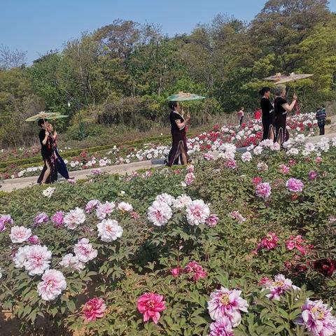 再去中山公园新牡丹园赏花拍照